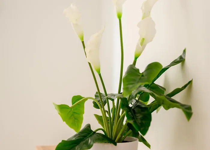 Gazde/Camere de închiriat F8-4 Ensuite Bedroom